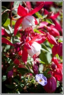 Fuchsias