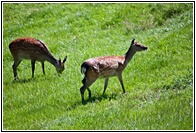 Free Deers