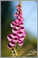 Digitalis Purpurea