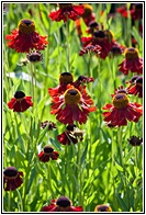 Flowers in Powerscourt