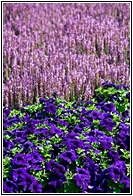 Flowers in Powerscourt