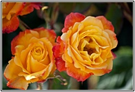 Roses Garden