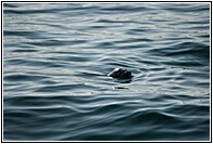A Seal