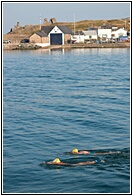 Brave swimmers