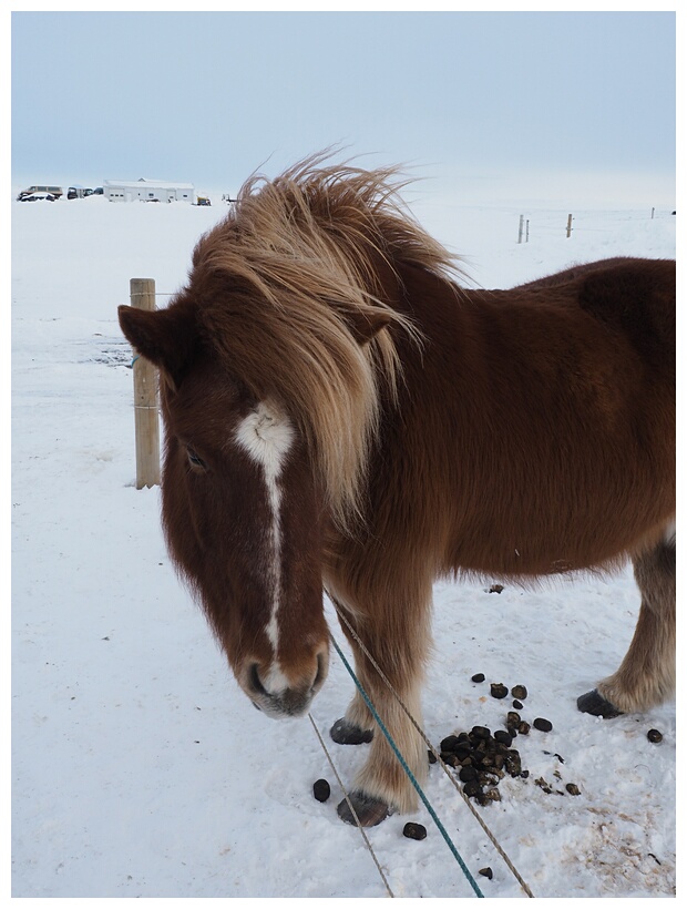 Iceland Horse