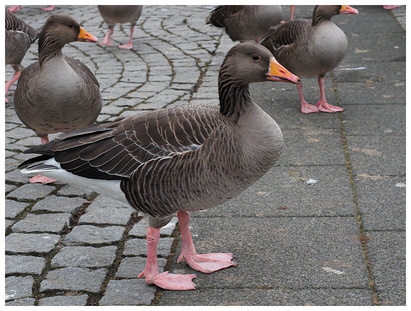 Greylag Goose