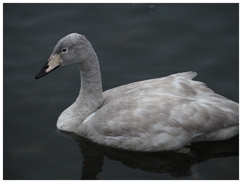 Young Swan