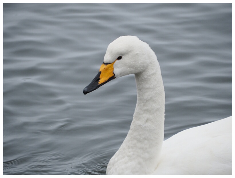 Swan