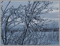 Winter Nature
