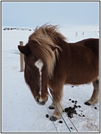 Iceland Horse