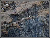 Bird Colony