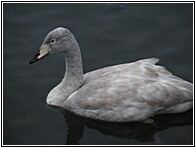 Young Swan