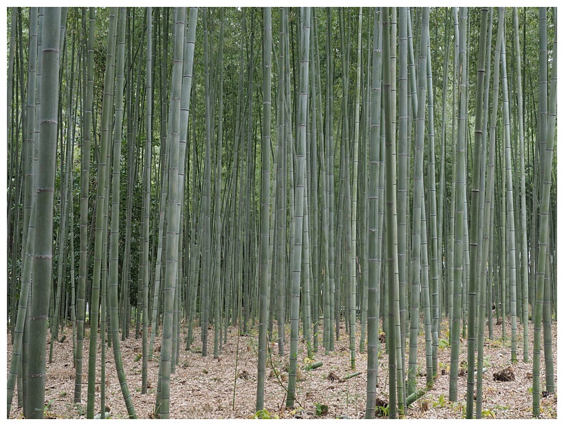 Bamboo Grove
