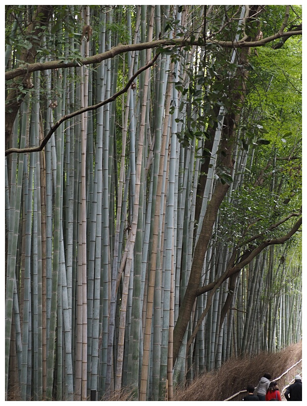 Bamboo Grove