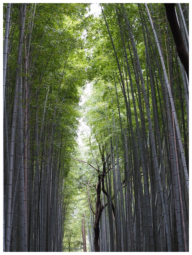 Arashiyama Bamboo Grove