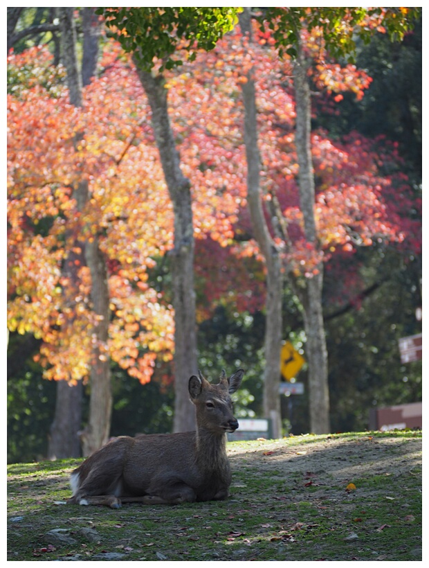 Deer