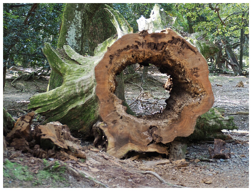 Big Trunk