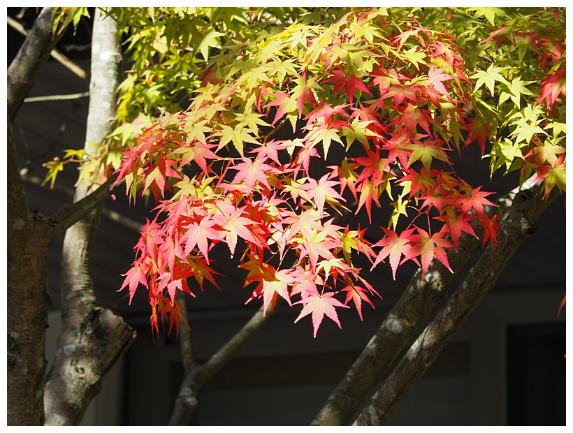 Maple