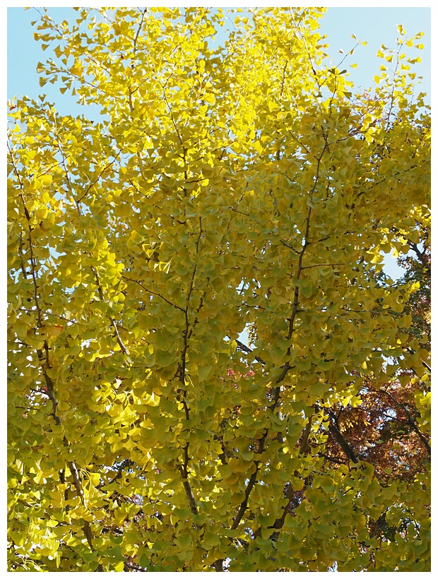 Ginkgo Biloba