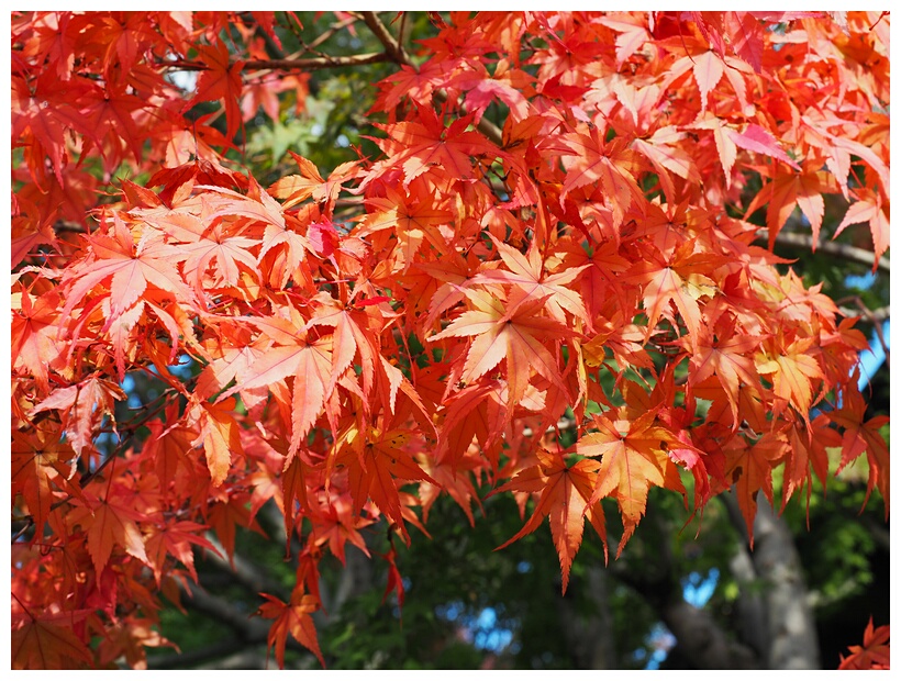 Red Leaves