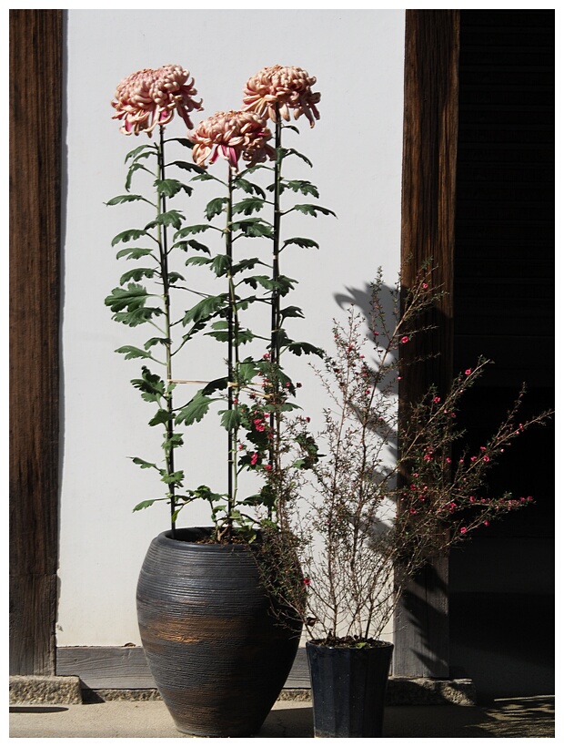 Chrysanthemum