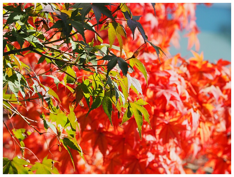 Fall Season