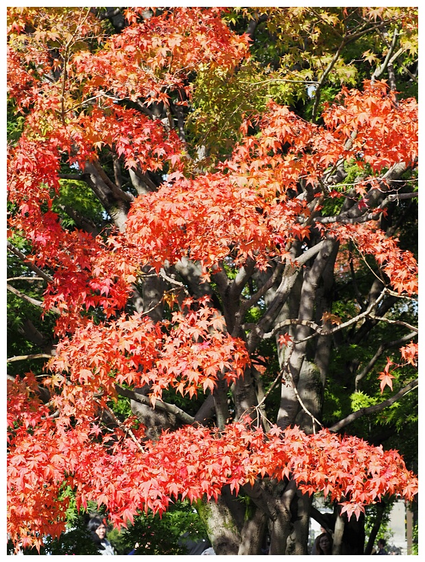 Japanese Red Maple