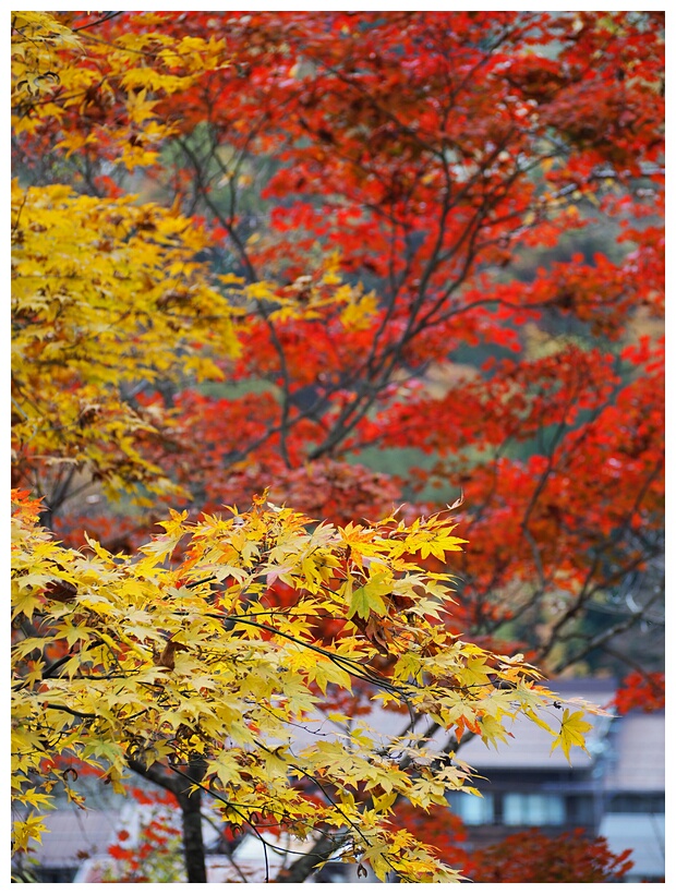 Autumn Landscape