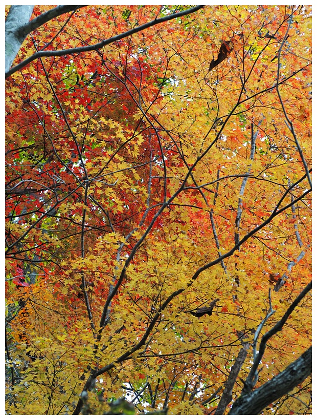 Autunm Colors