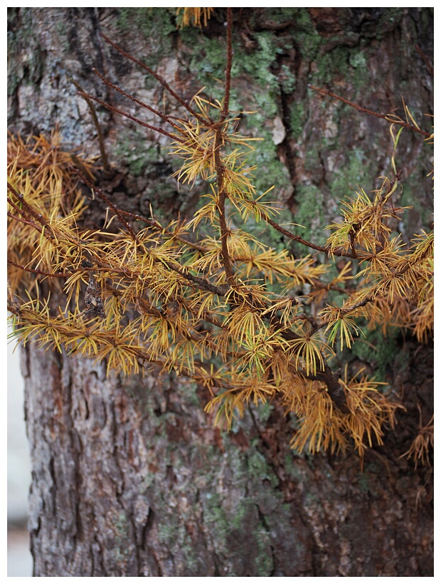 Fir Tree