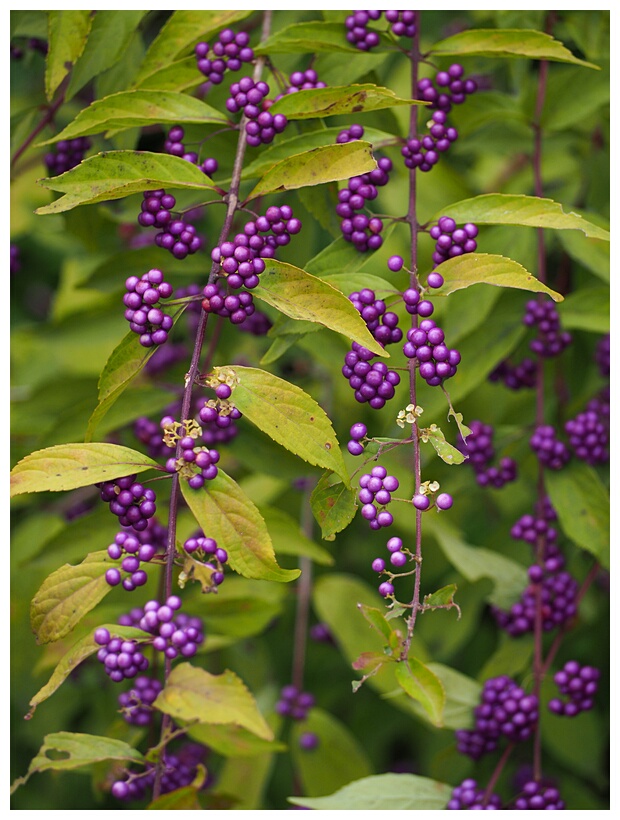 Bodinier Beautyberry