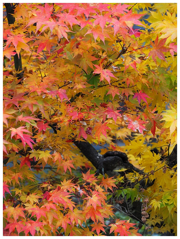 Autumn Trees