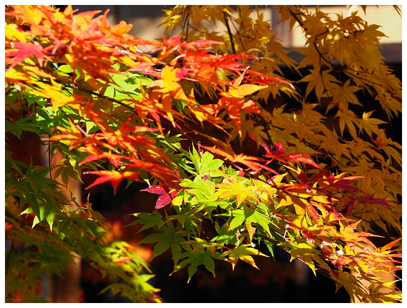 Japanese Garden
