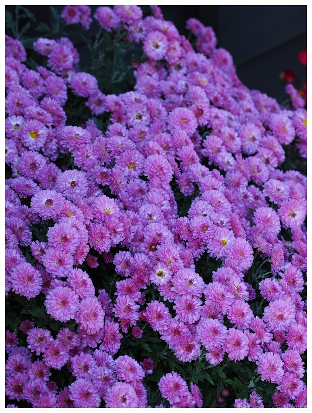 Purple Flowers