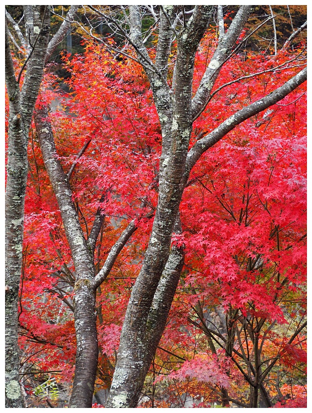 Fall Colours