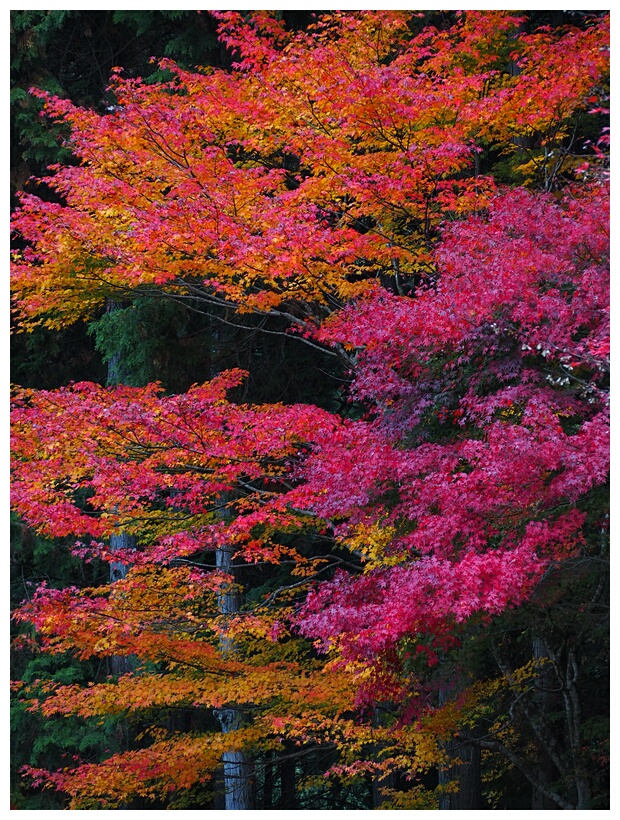 Maple Leaves