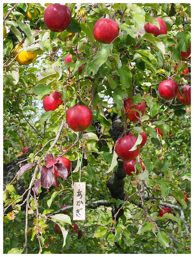 Apple Tree