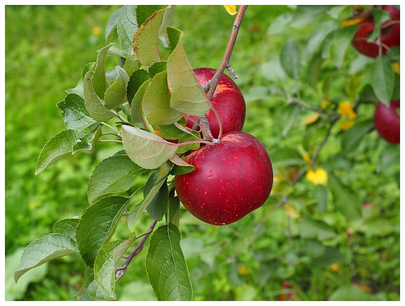 Red Apple