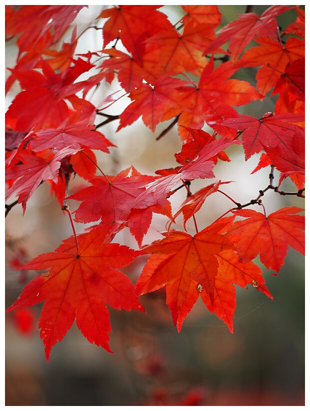 Red Leaves