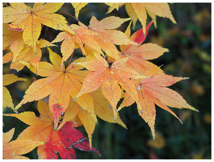 Maple Tree