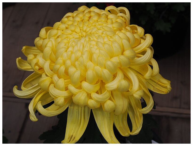 Chrysanthemum Flower Exhibition