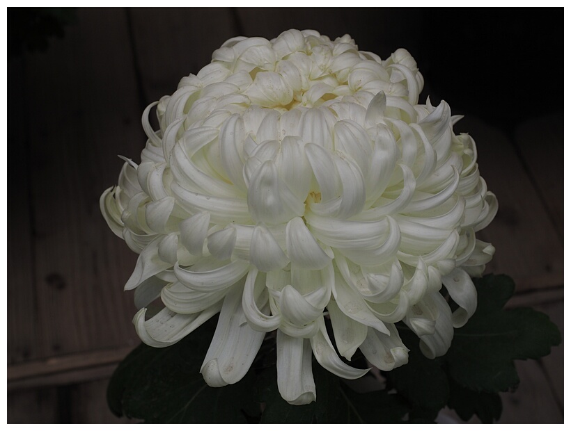 Chrysanthemum Flower Exhibition