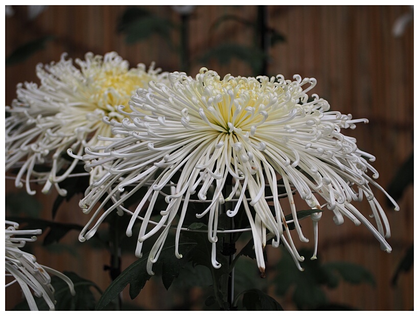 Chrysanthemum Flower Exhibition