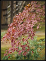 Maple Leaves