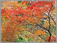 Autumn Colors