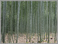 Bamboo Grove