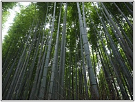 Arashiyama Bamboo Grove