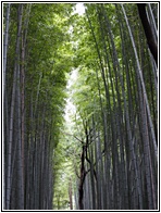 Arashiyama Bamboo Grove