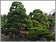 Ninomaru Garden