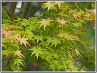 Maple Leaves